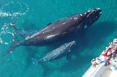 Ballenas en Cabos 2020